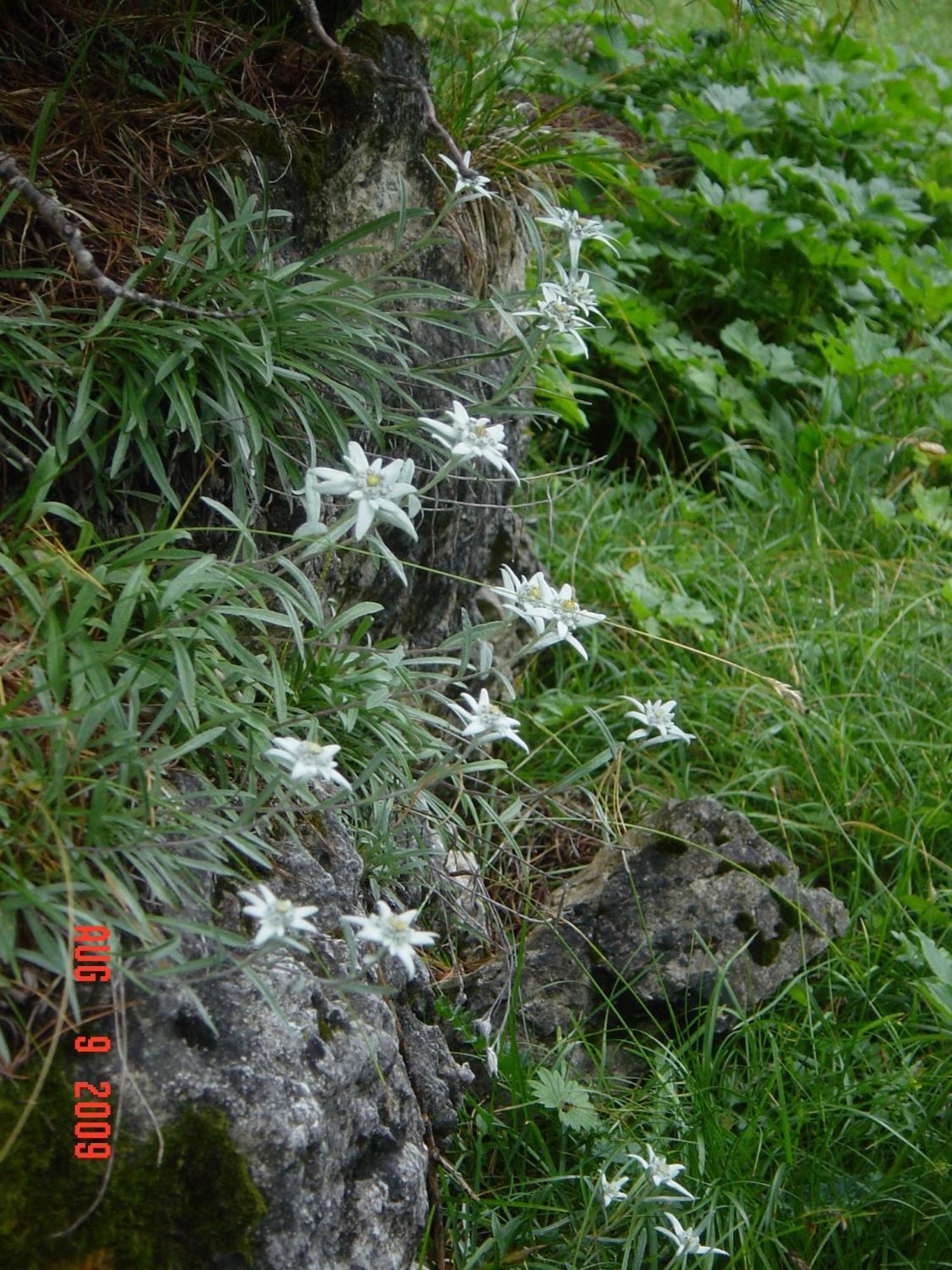 伊丽莎白木屋酒店 塞尔瓦迪加尔代纳山谷 外观 照片